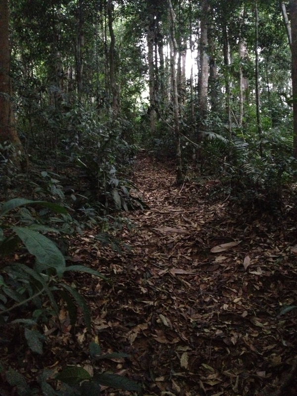 A beautiful wide trail once one passes the initial mud climb and bamboo forests