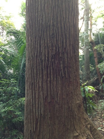 One of many giant trees spotted along the path