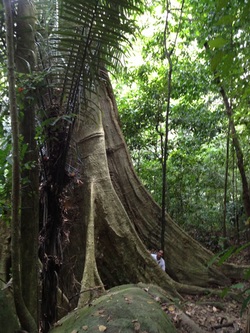 A giant tree with massive buttress roots. Compare the size of the tree with that of a human peaking from behind one of the buttresses
