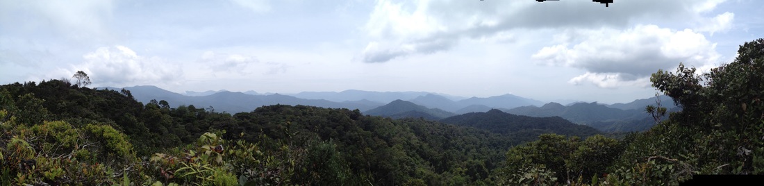 Panorama looking to the north, with Semangkok in the middle The peak on the extreme left, foreground, with the large fan-like tree is Rhodo Hill, a.k.a. Twin Peak