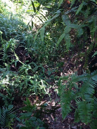 Our trail, now just a narrow squeeze between dense undergrowth
