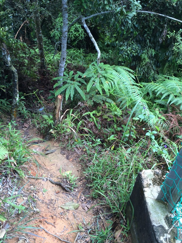 Condition of the jungle path