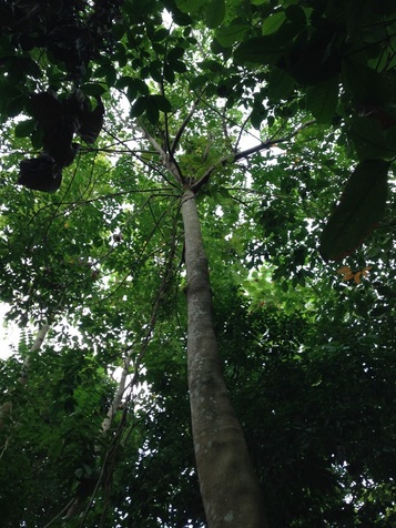 Same rubber tree