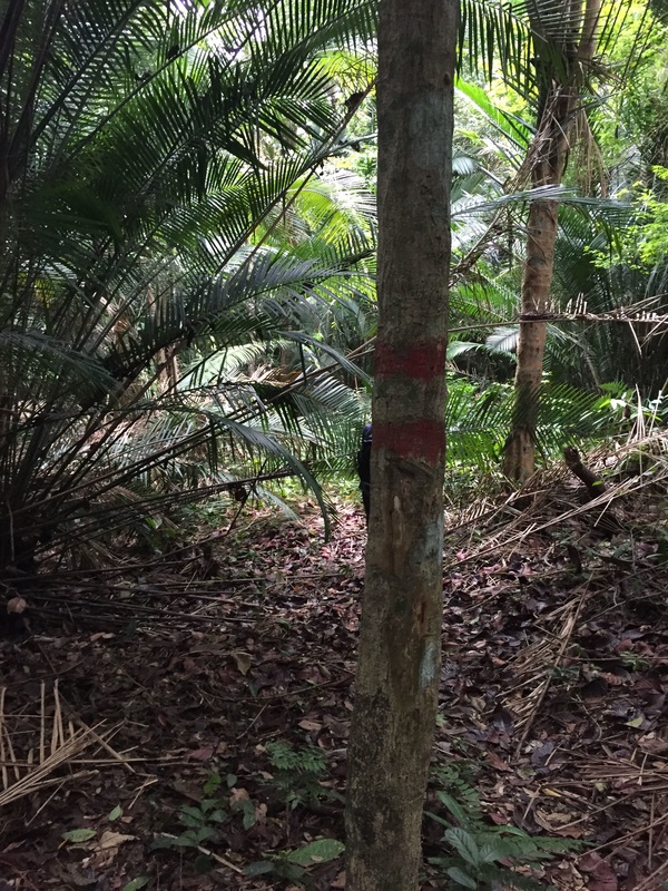 Condition of the jungle trail that leads to the top of Bukit Beruang. Note the two rings of red paint on the tree trunk - from this point onwards, the twin rings are the markers for the trail to Lagong peak