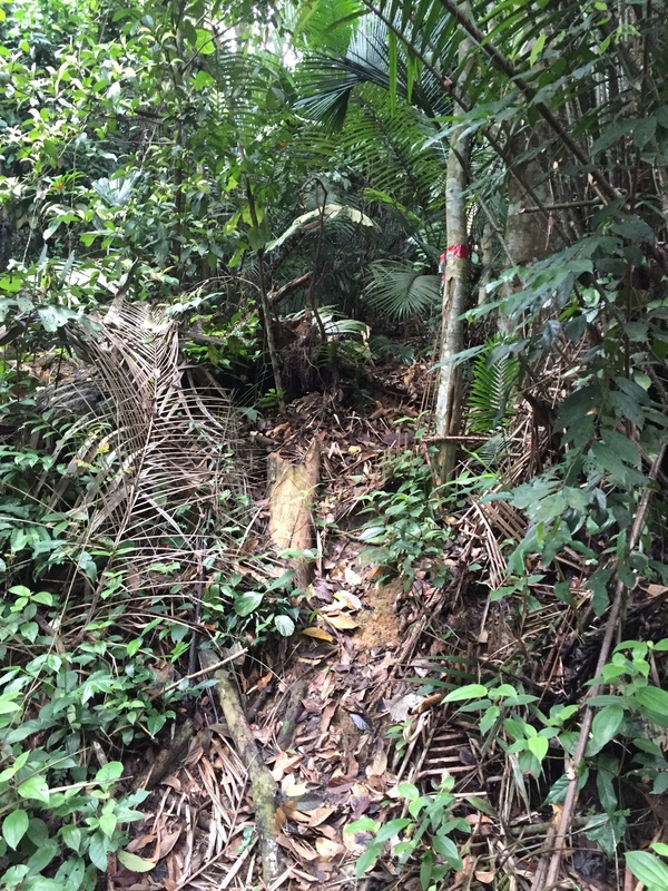 The start of te jungle trail. Notice the red ribbon around the tree on the right