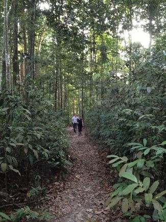 The beautiful trail with wide leaf strewn path