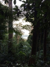 View of Kuala Lumpur city through the foliage along the Bukit Saga trail