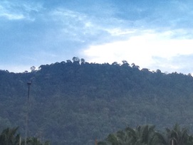 Bukit Galla seen from the oil palm plantation near the Seremban highway rest area. This is not the peak but a lesser peak which is blocking the true peak that is at the back